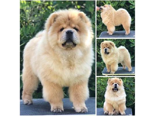 Chow Chow, υπέροχα κουτάβια